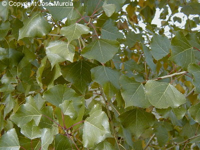 Detalle de hojas de Betula pendula