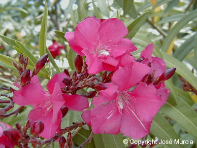 Variedad de flores compuestas rosadas