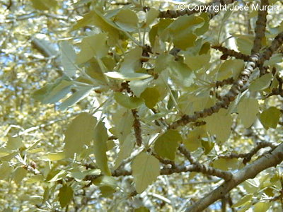Detalle de hojas jvenes