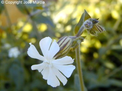 Variedad de flor blanca
