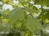Detalle de hojas