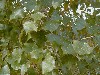 Detalle de hojas de Betula pendula