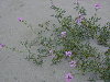 Planta en flor en una playa