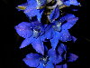 Ejemplar azul en floración