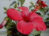 El hibisco es uno de los pocos cautivos de jardín