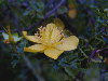Hypericum balearicum (especie endémica de Baleares)
