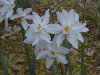 Narcisos en flor