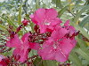 Variedad de flores compuestas rosadas