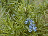 Variedad de jardn con flores azules